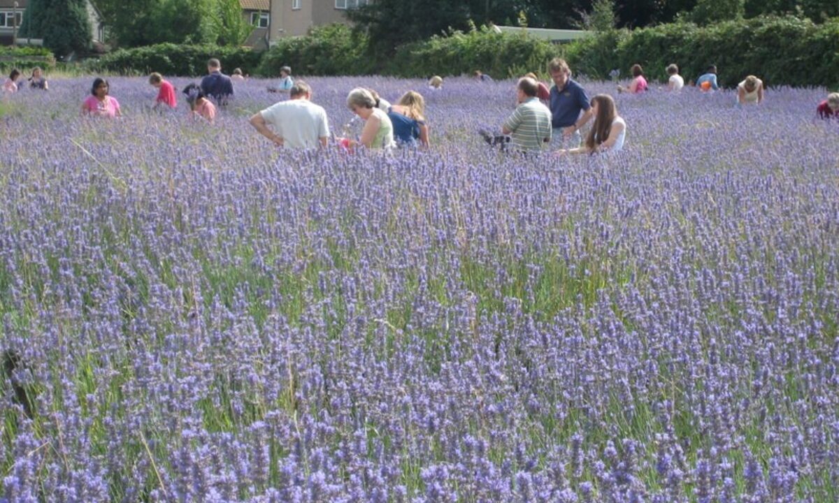 2007 Harvest 21 FREE Credit Jane Durney