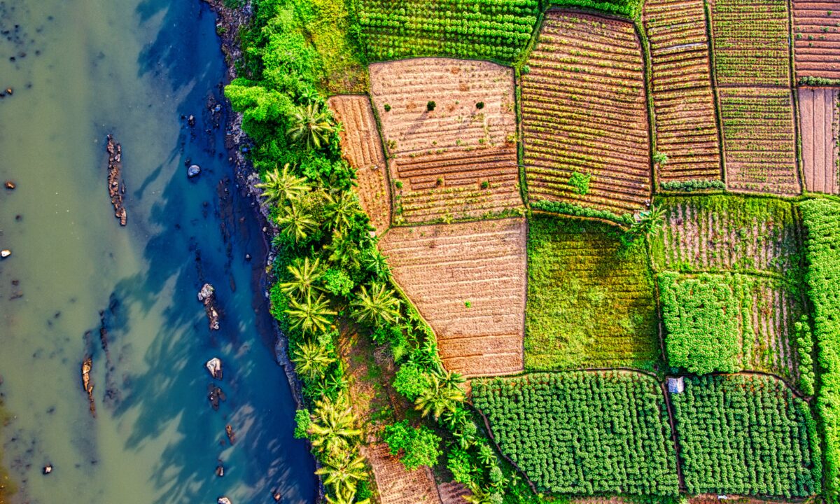 Tree plantation aerial