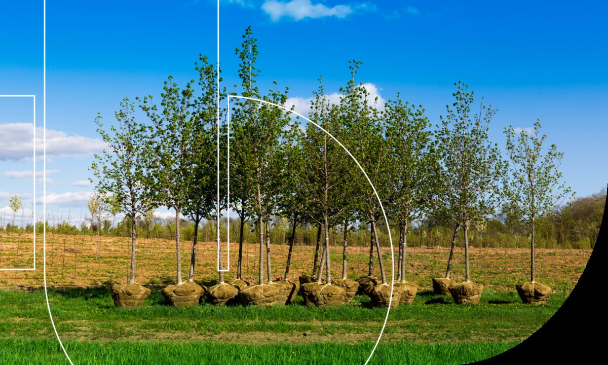 Sbti net zero consultation blog image 4 tree planting