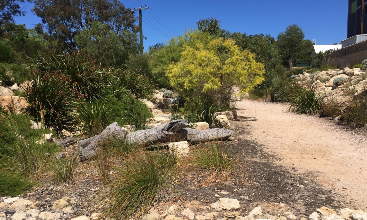Storm Drain Garden 2