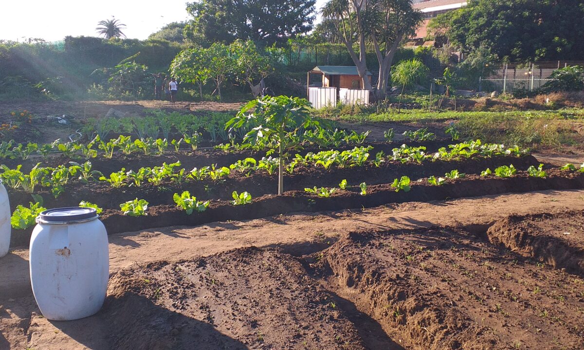 Sisonke durban garden