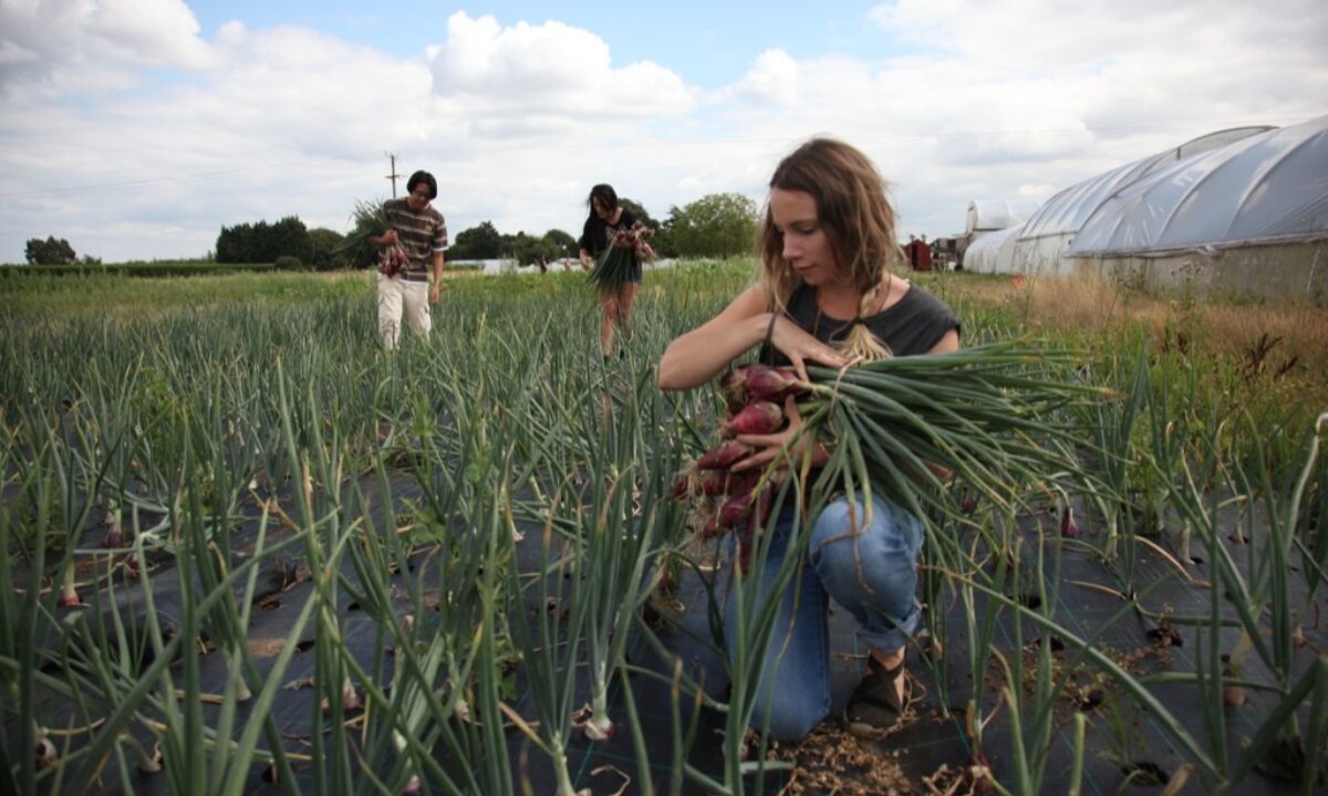 Sutton community farm 05