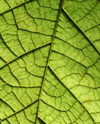 sustainable materials