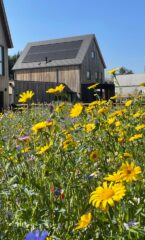 Springfield Meadows for OPL banner