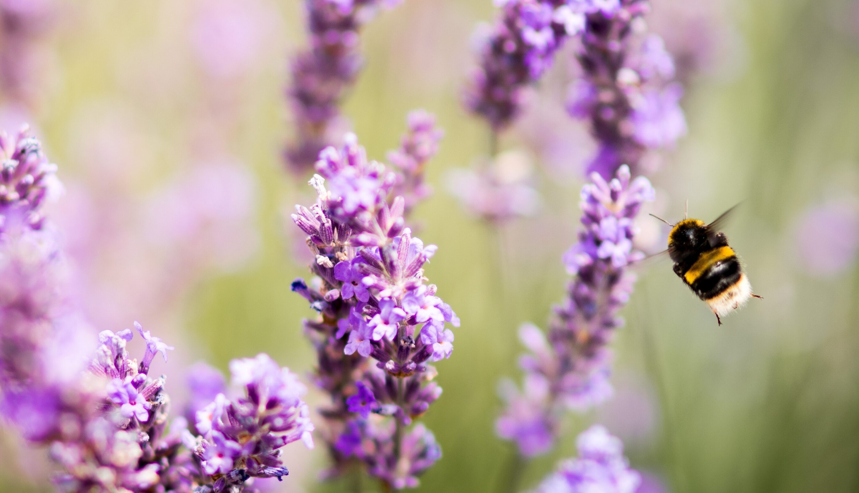 Lachlan gowen lavender bee crop banner