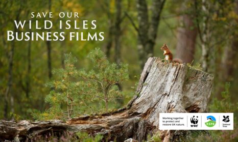 SOWI Business Film 16 X9 Generic Squirrel 1