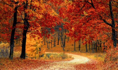 Eco Vadis consultancy support banner