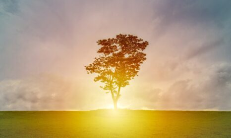 Create a sustainability strategy: Terry Tan De Hao Mtuq2Jobhym Unsplash