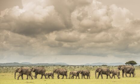 Singita Serengeti House Wildlife1