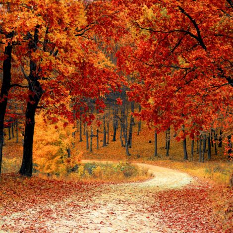 Eco Vadis consultancy support banner