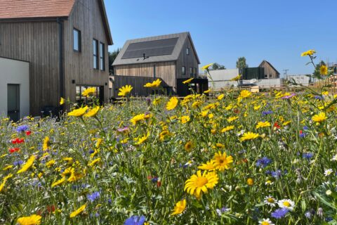 Springfield Meadows for OPL banner