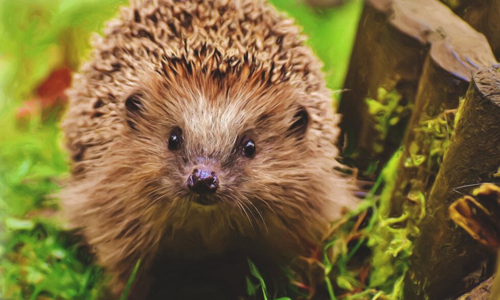 Hedgehog