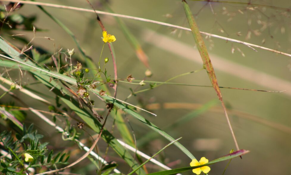 44508252411 Cc7E7782C4 O