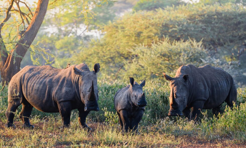 Rhino at Singita credit: Singita