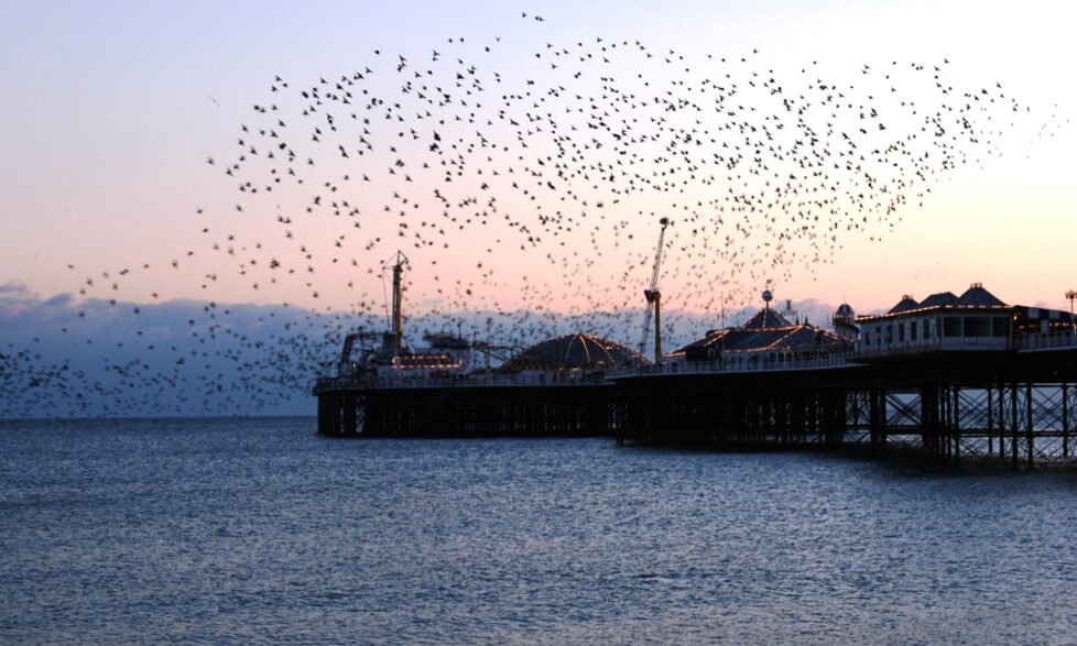 Brighton and Hove City Council credit: Rich Howorth